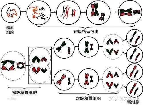 克氏綜合徵患者如何科學備孕? - 知乎