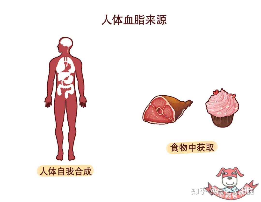 高血脂是什么原因造成的?详解血脂升高的12大原因! - 知乎
