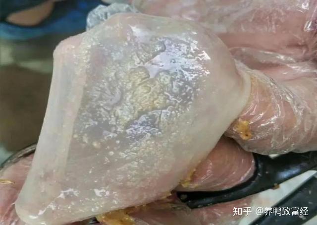 1: 嗉囊炎