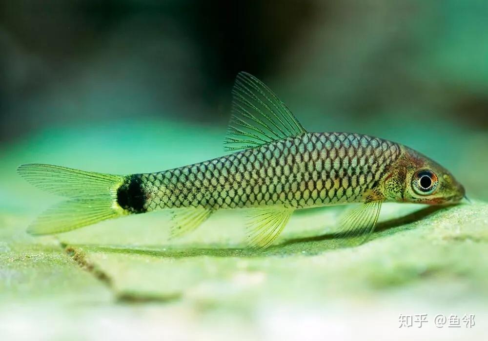 小猴飞狐,你是黑毛藻克星还是草缸小霸王?