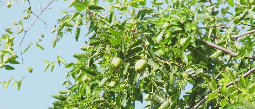 【原创双语文章】我家的枣树the jujube tree in our courtyard