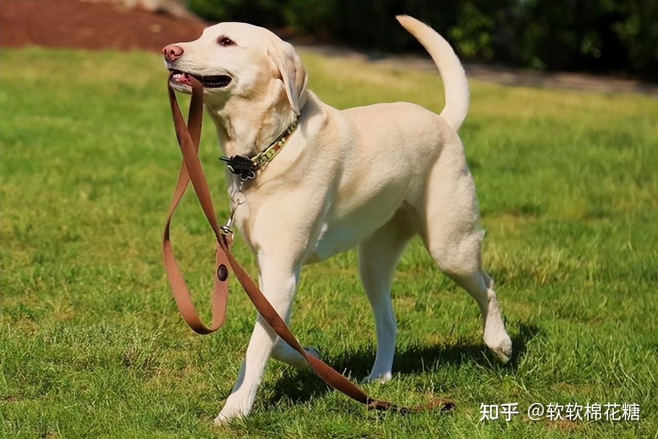 哈希娱乐- 哈希游戏平台- 哈希游戏官方网站Garden Pet Handicraft Hobby Leisure Exhibition with International Orchid Exhibition