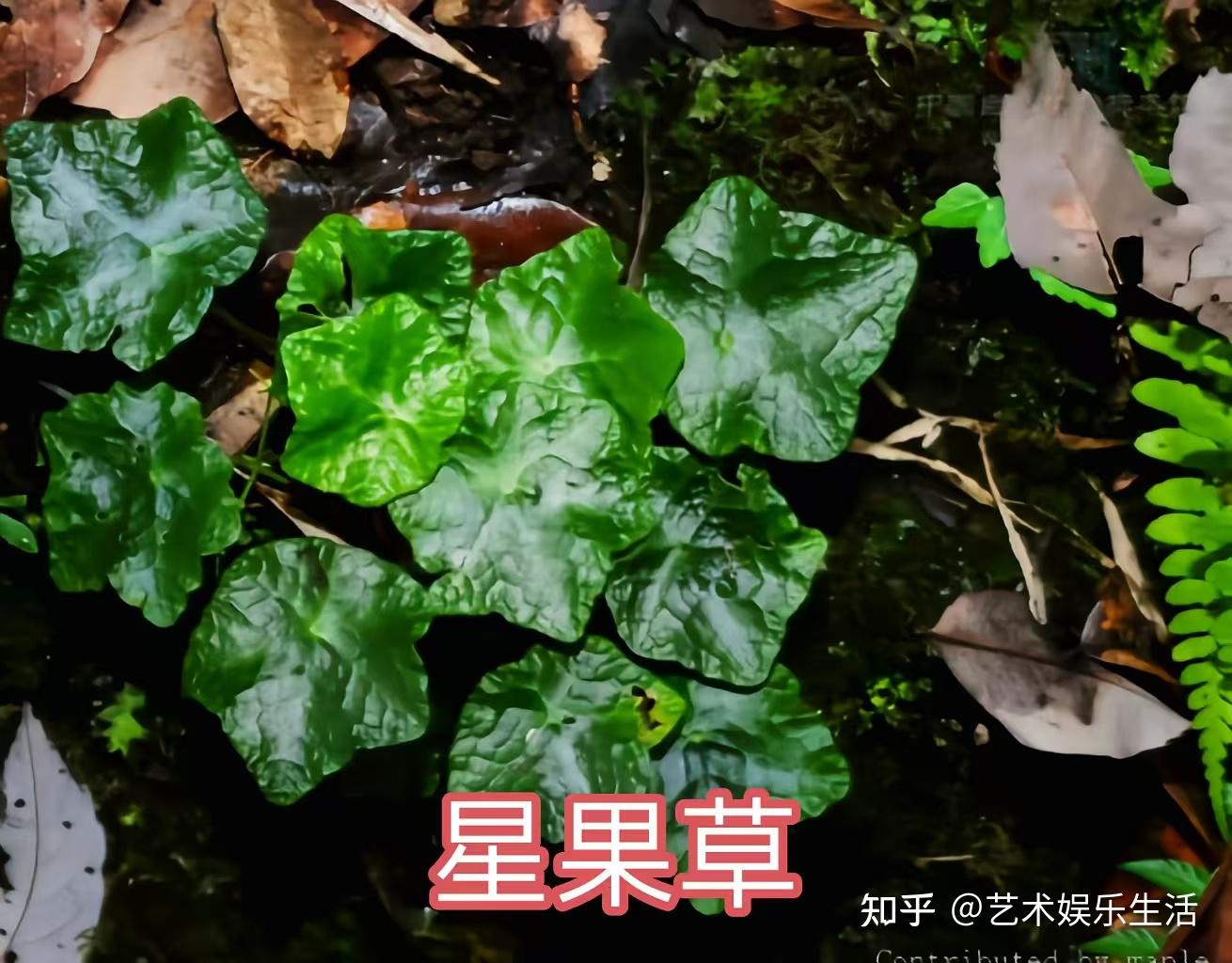 毛茛科的25种代表植物 - 知乎