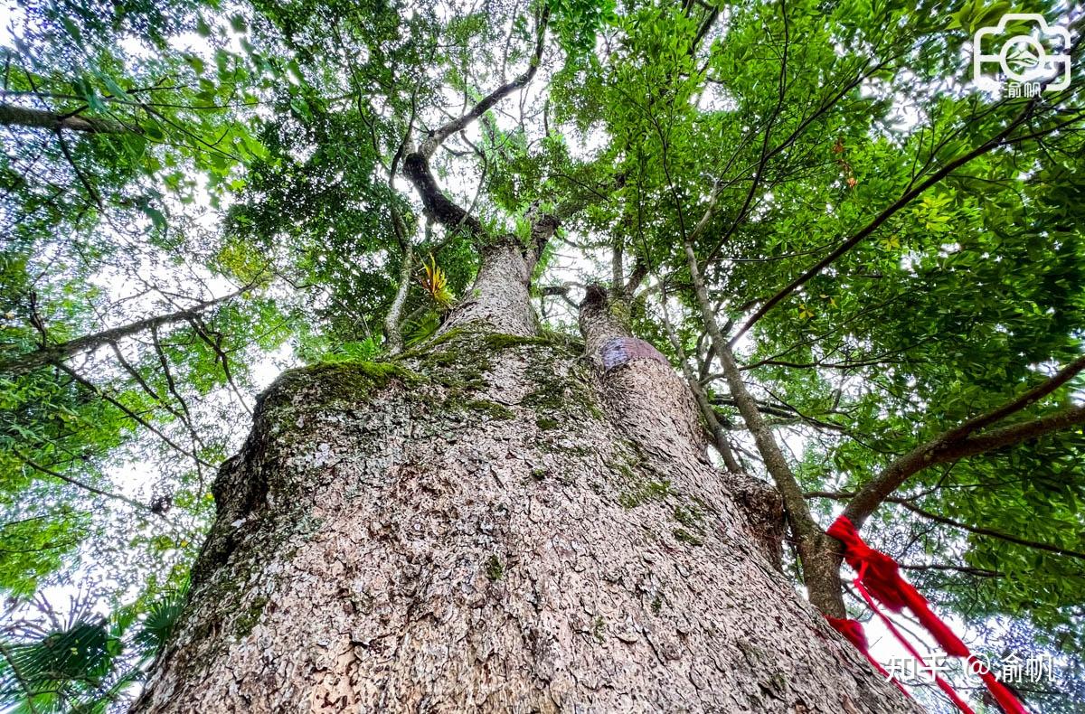 重庆发现世界最大的千年金丝楠木群,树王超1500年,你知道吗? - 知乎
