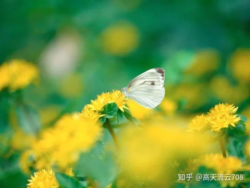 芊芊彩蝶专家专栏图片