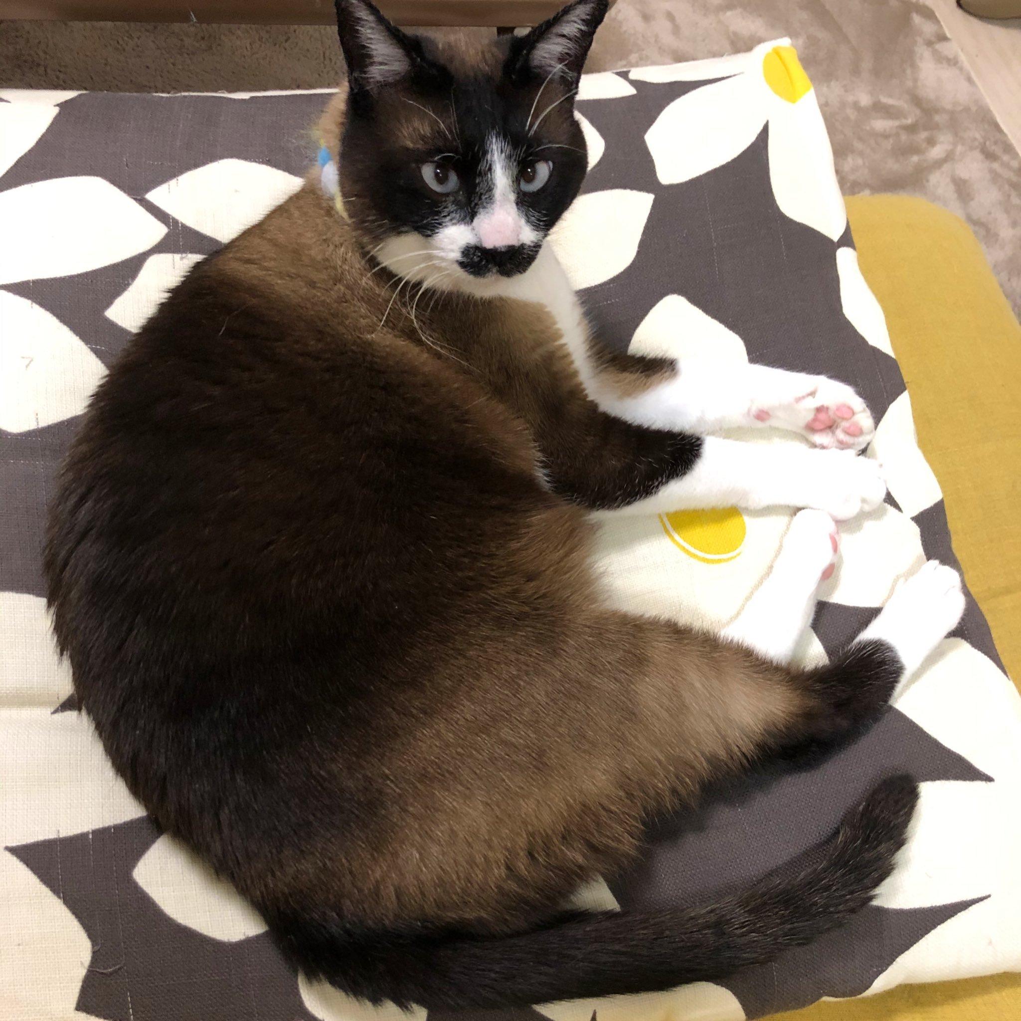 暹罗猫变色大赛越看越好笑哈哈哈哈哈