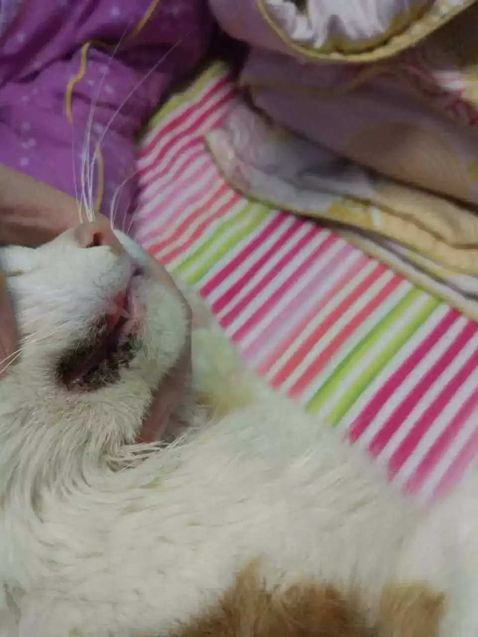 玫斯科普丨猫白血病悲痛欲绝的前世今生