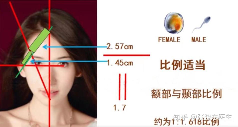 谈头部骨相审美(二)之颞骨 - 知乎