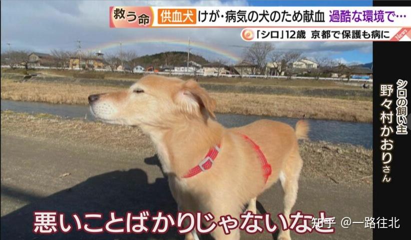 它被专门用来献血供血狗小白的壮烈一生