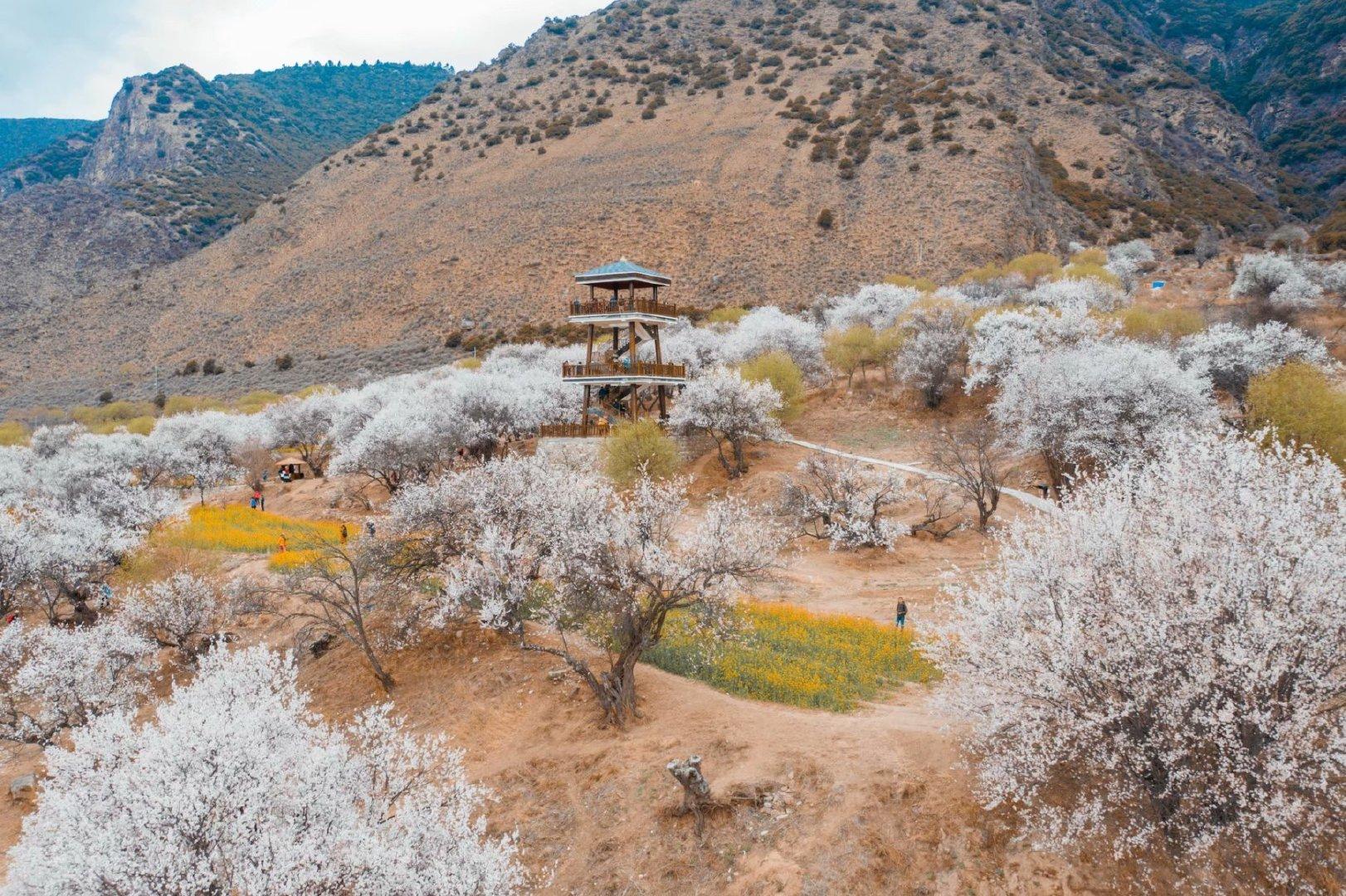 林芝嘎拉村开满漫山遍野桃花我在这里你又在哪里