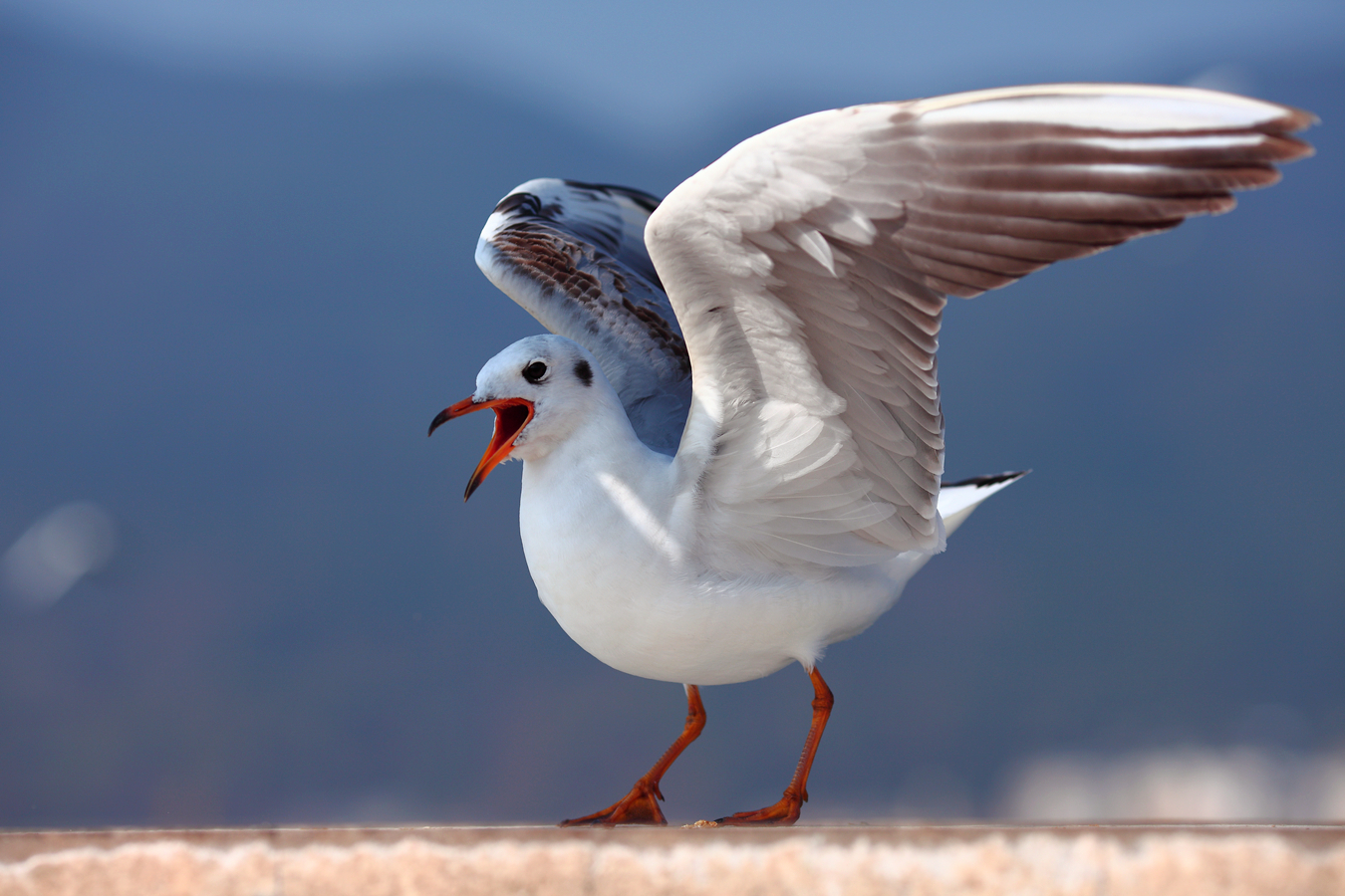 带有黑色礼帽的红嘴鸥