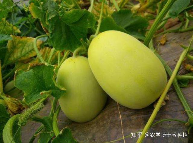薄皮甜瓜好吃又营养，掌握嫁接育苗技术，轻松培育好瓜苗 - 知乎