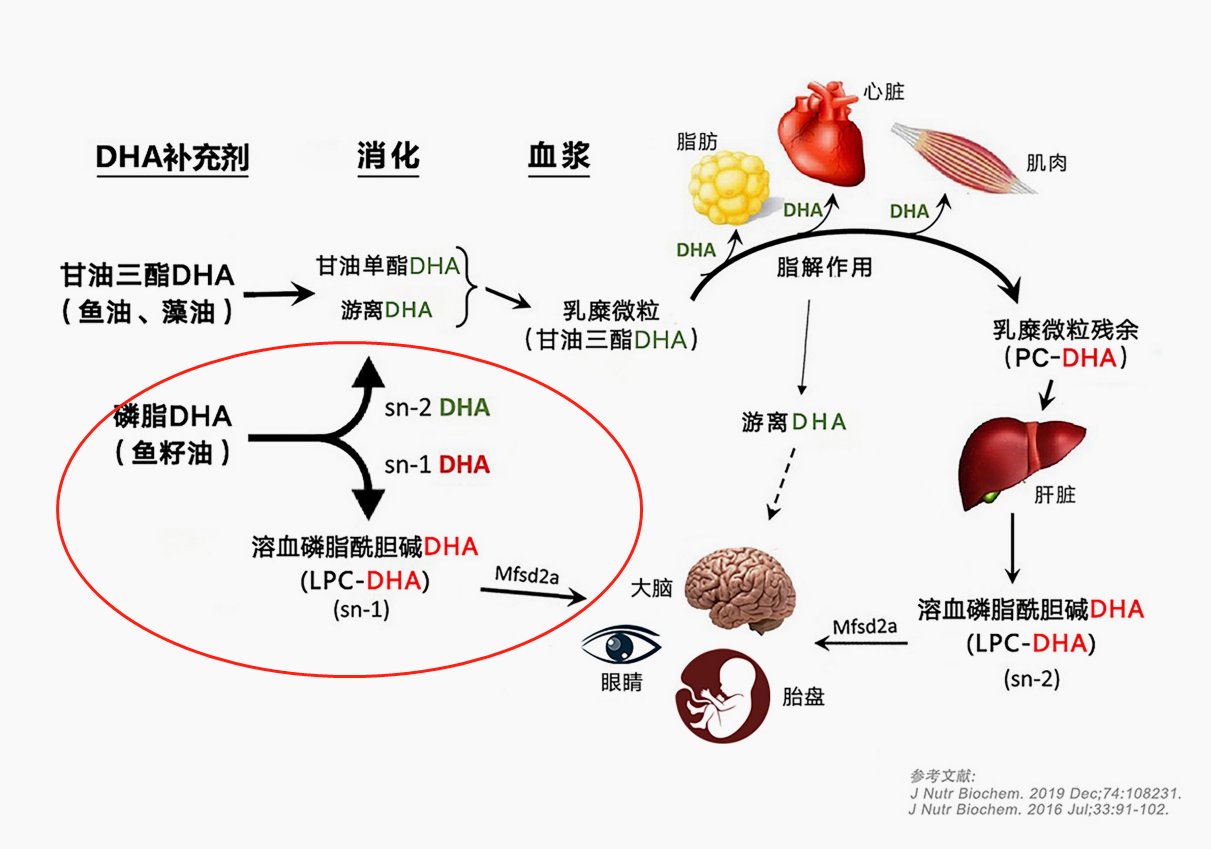 人体营养的转化过程图片