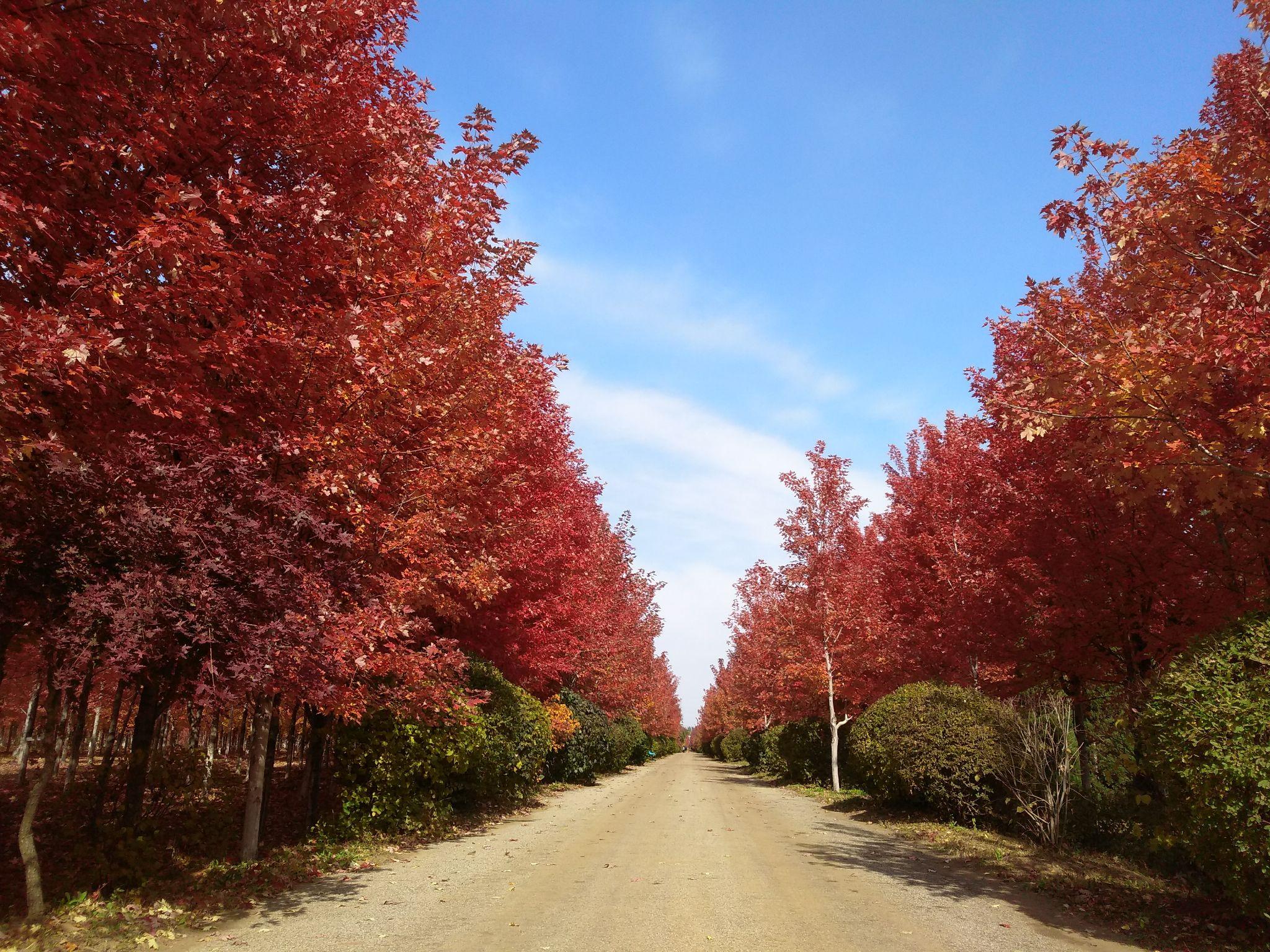 美国红枫第二篇:美国红枫的详细品种分类及主要品种习性介绍