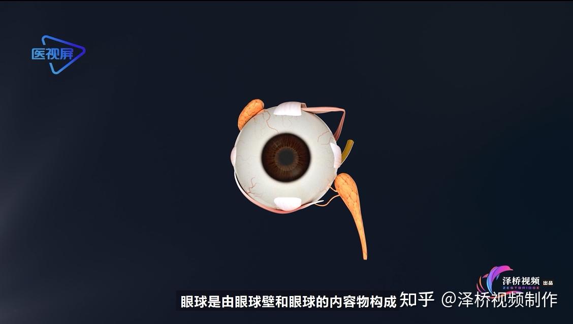 眼球是由眼球壁和眼球的内容物构成以下是眼球壁的结构.(三维效果图)