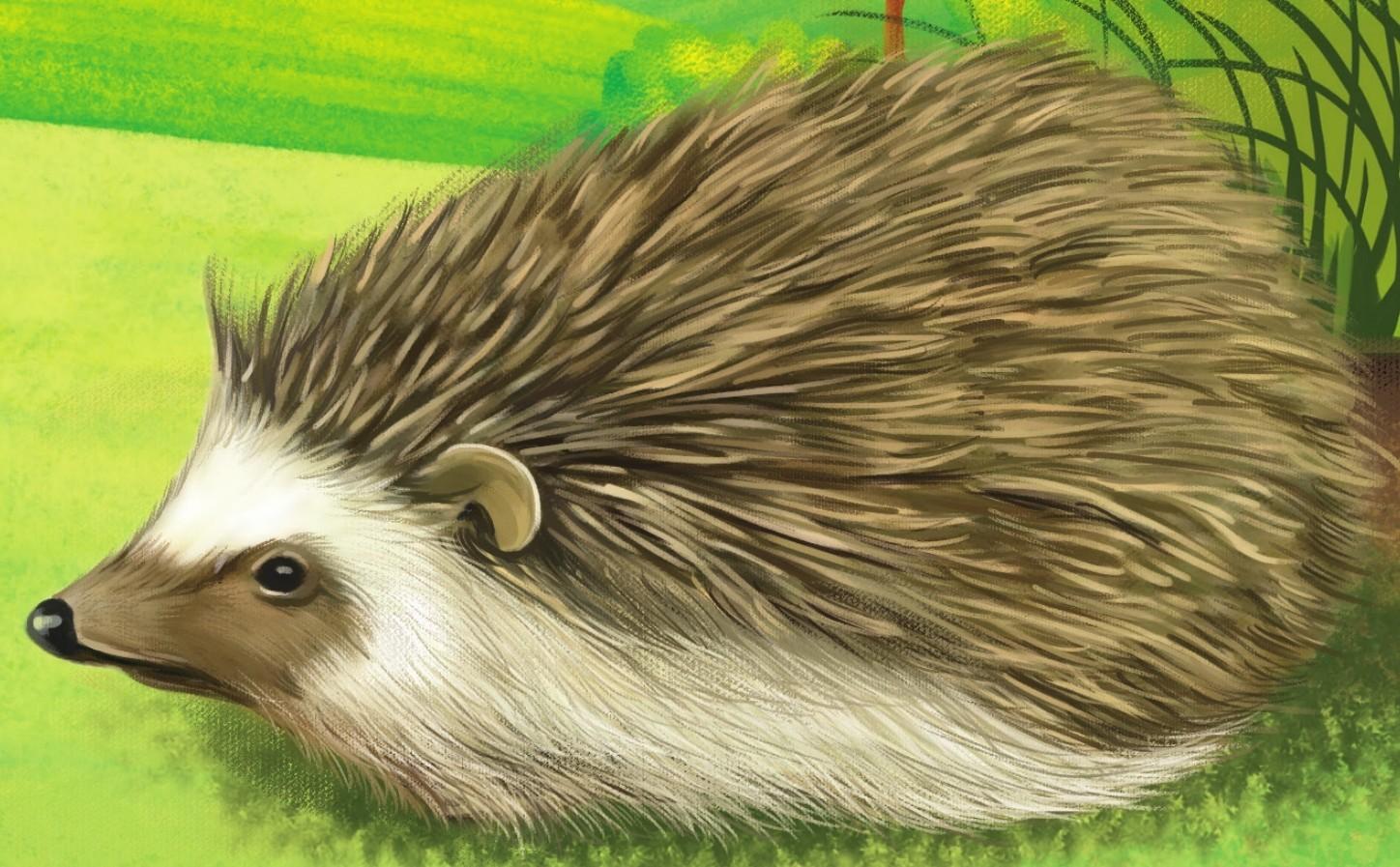 西欧刺猬主要生活在树林,农田和城市郊区.