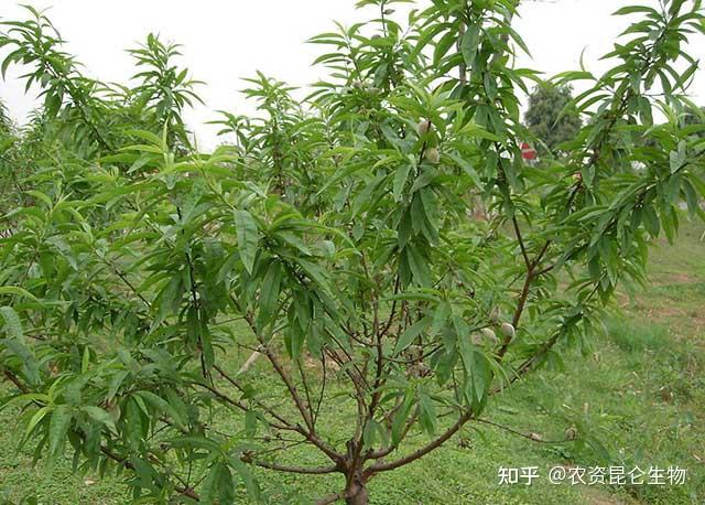 果树保花保果施什么肥料果树一次冲施多少肥料果树膨果增甜用金泰靓