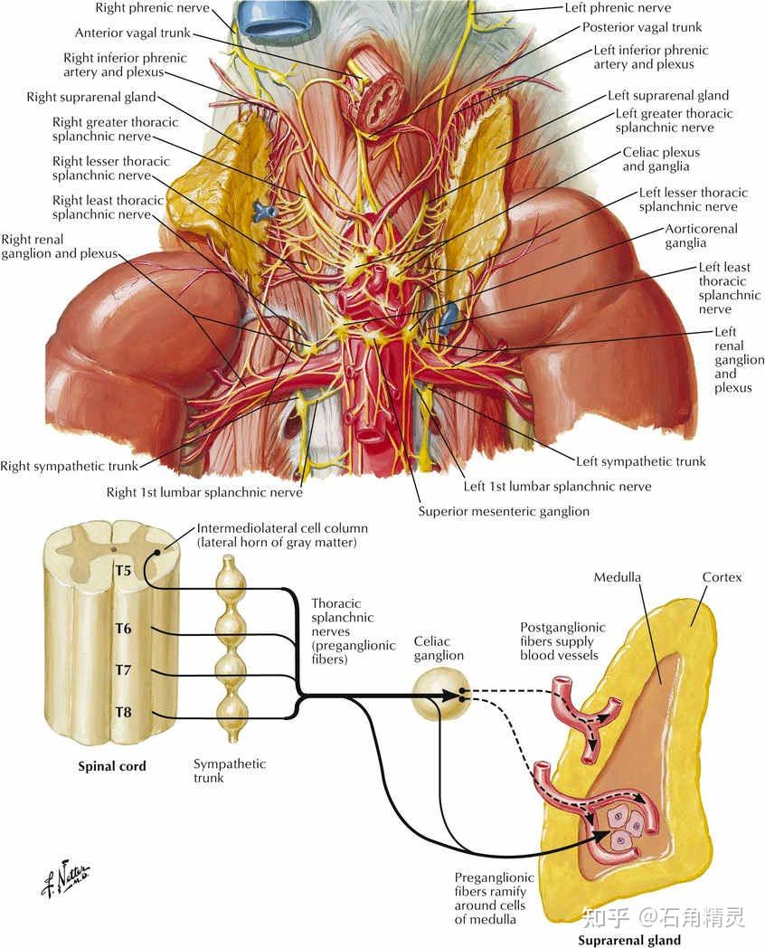 源于胸腰脊髓的节前交感神经纤维穿过交感链到达肾上腺包膜的神经丛