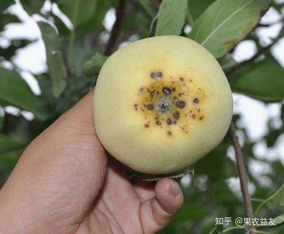 苹果日灼病发生的5大原因分析,以及生产常用的4大措施讲解