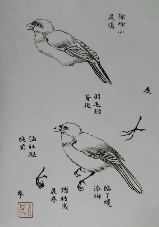 画鸟技法12个步骤分解和21种姿势,让你轻松入门 - 知乎