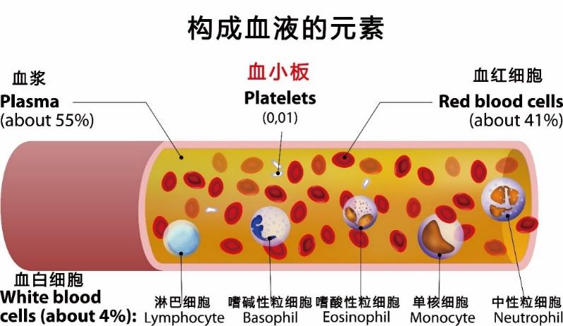 别再问什么是血小板！一文读懂 - 知乎