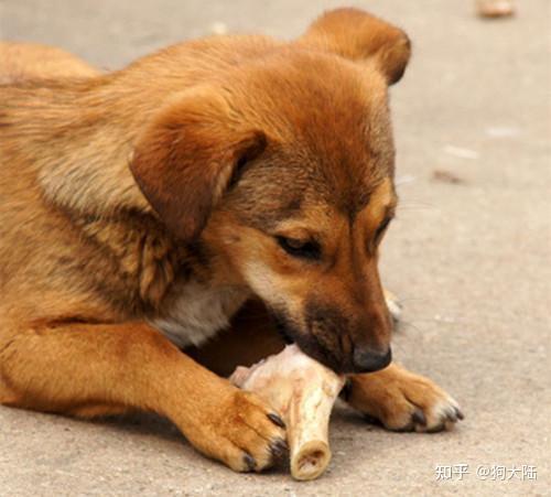 中华田园犬毛发不好怎么办