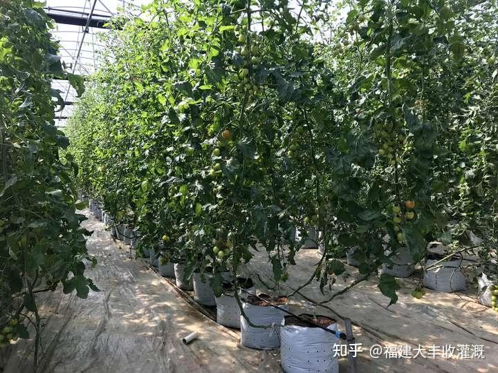 石榴种植与内镶式滴灌带的完美结合 - 知乎