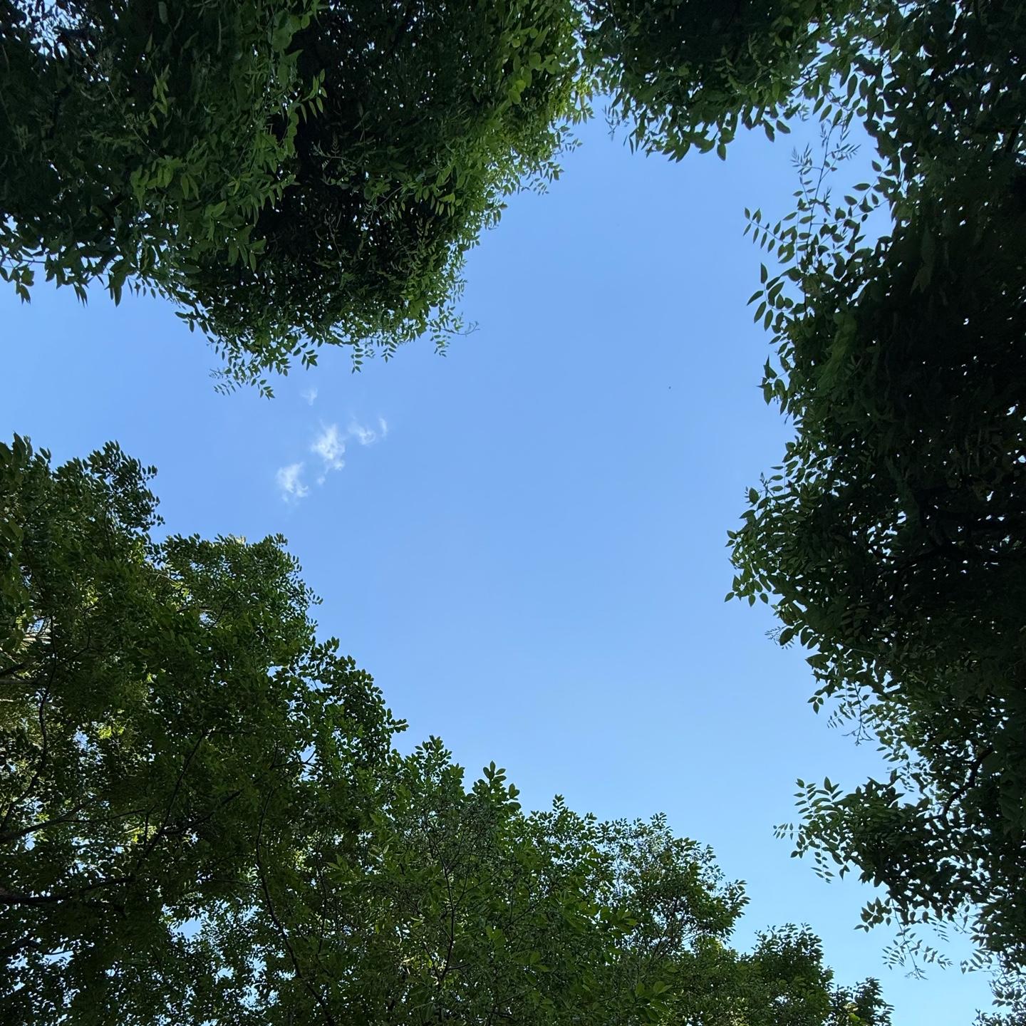 窗台上的猫