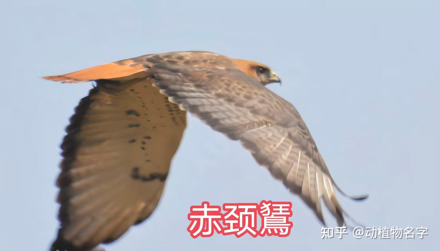 95图带您了解鹰科的鸟类,浅谈雕、鵟、鹰三类天空猛禽的区别 - 知乎