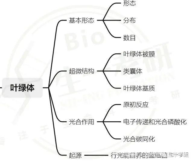 細胞生物學考研思維導圖帶背之半自主性細胞器