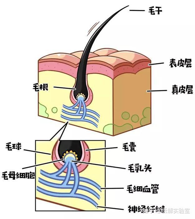 二,脱毛仪的原理