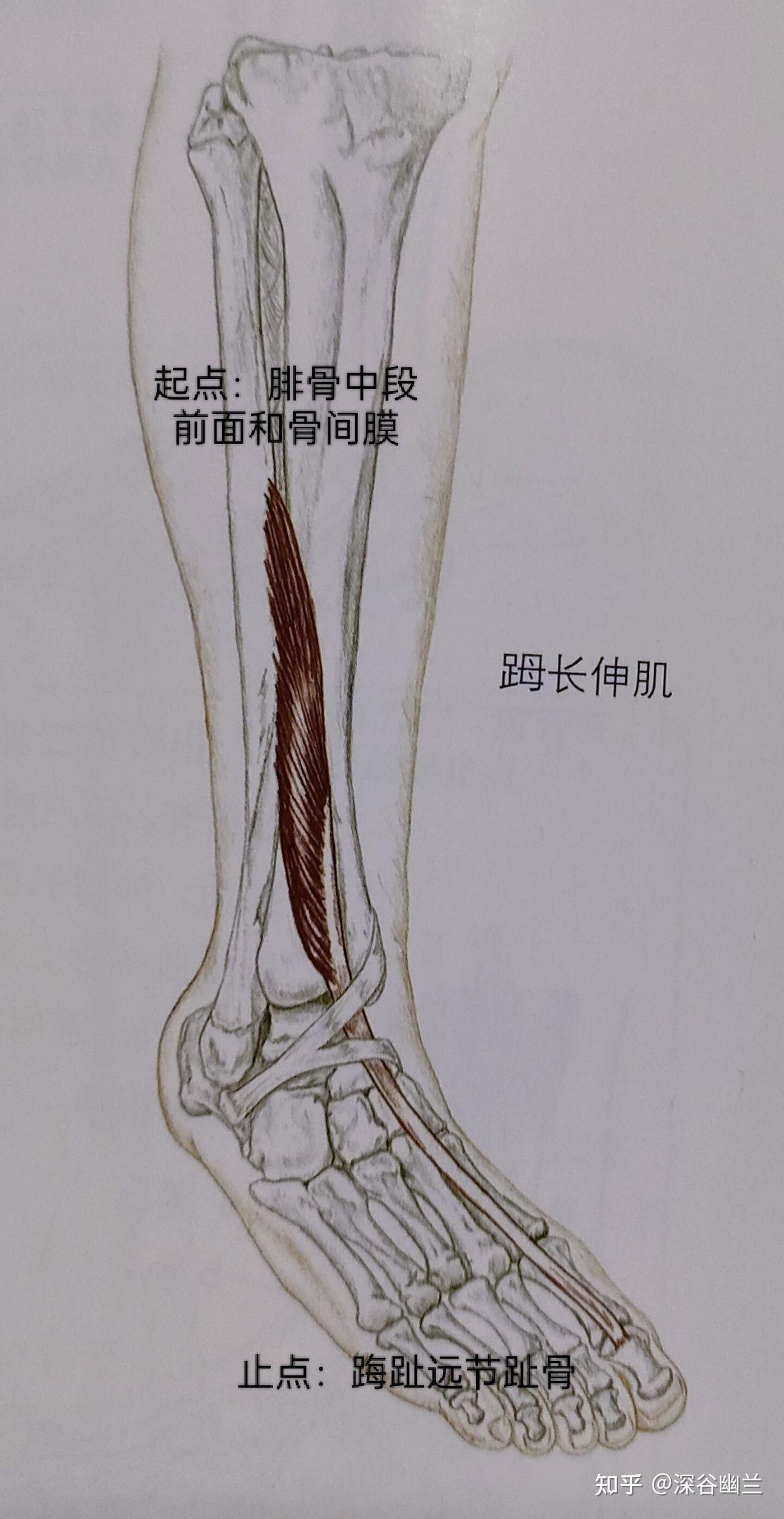 趾长伸肌,使足背屈的肌肉有:胫骨前肌,腓骨长肌(辅助),腓骨短肌(辅助)