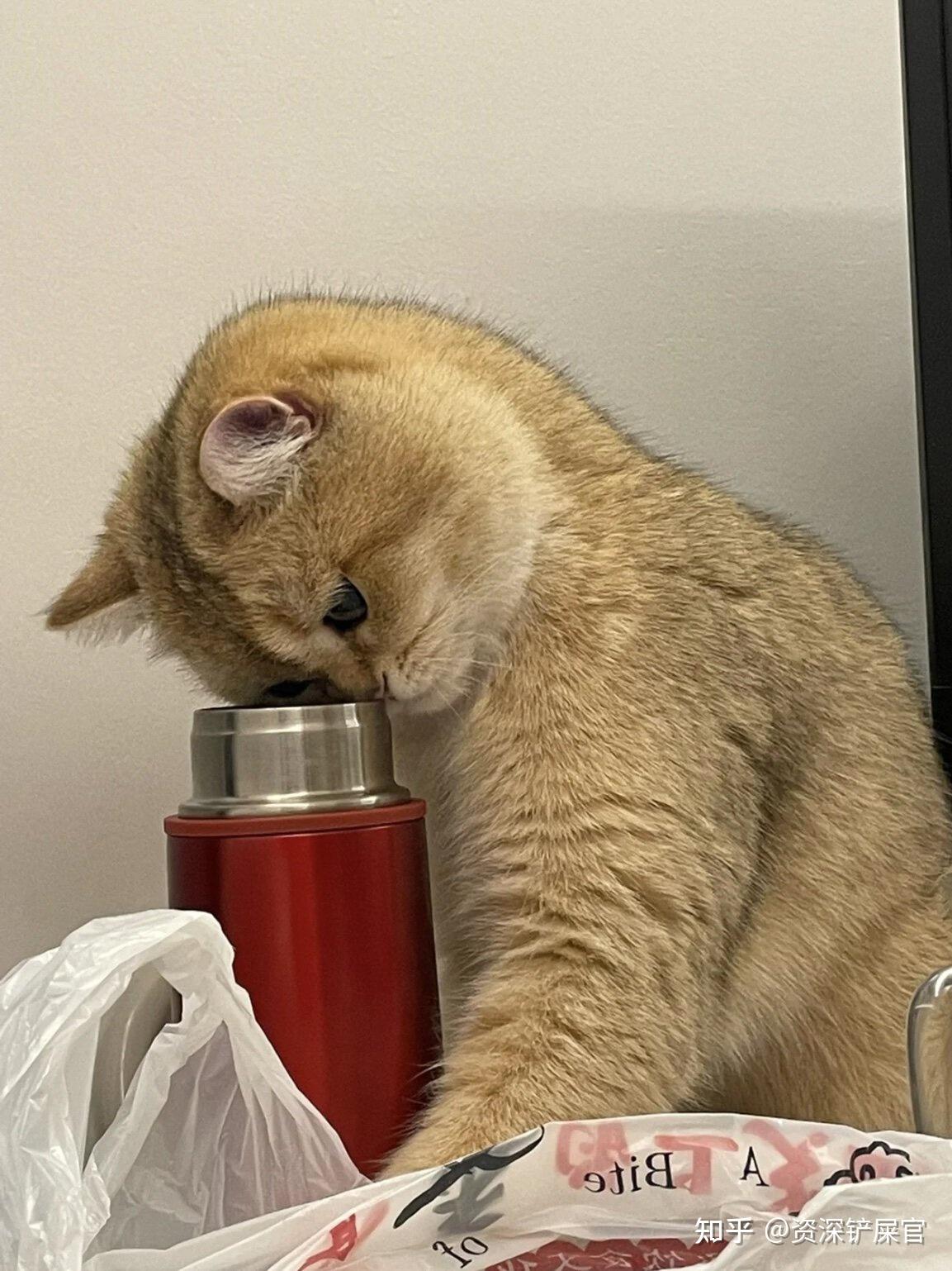 养猫人总结的10个一定要养猫的理由!网友“谢谢,戒猫了!” - 知乎
