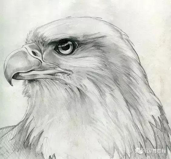 我是雕刻师用素描的手法来画鹰太帅了