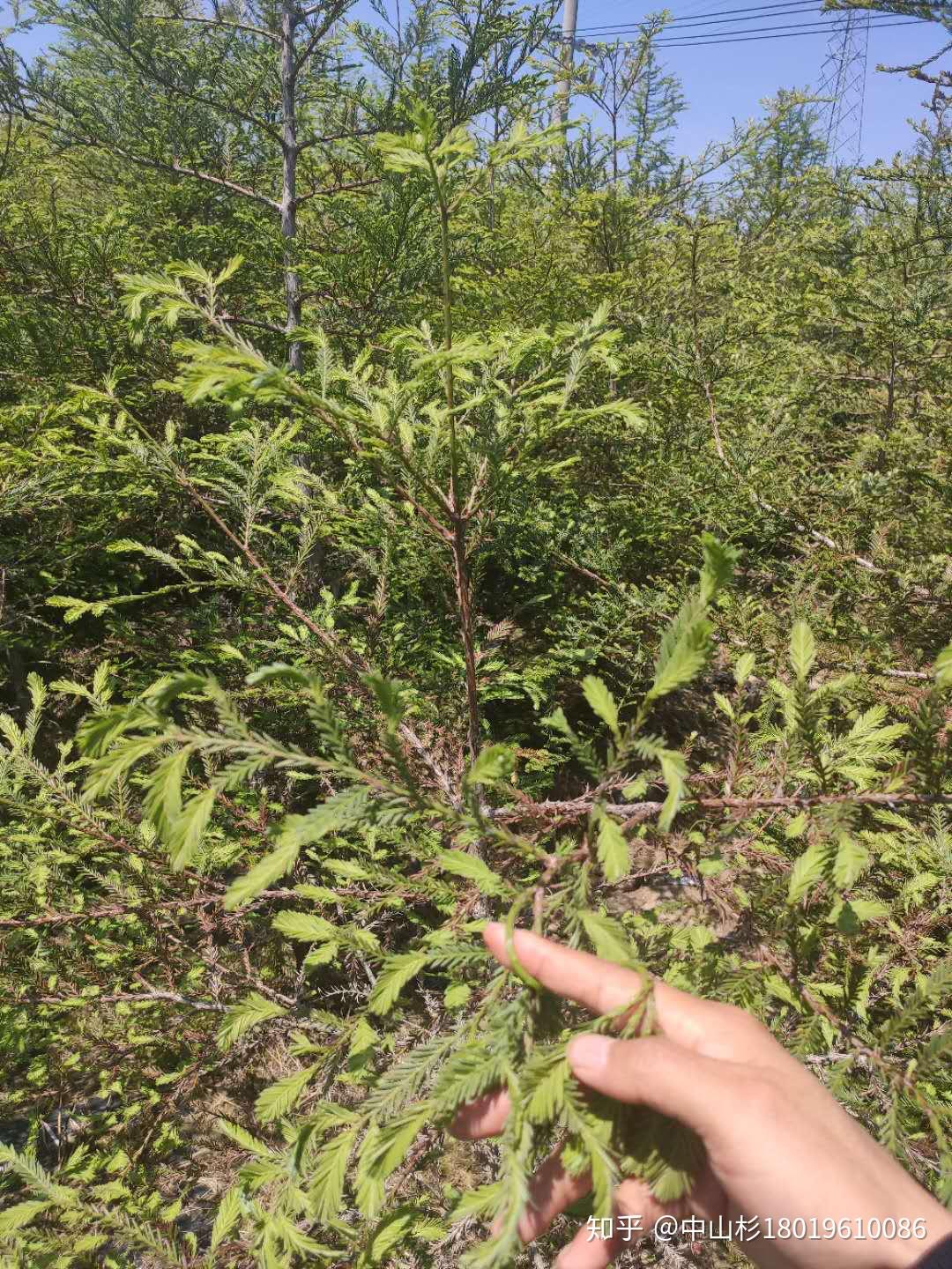 48年前,美国时任总统尼克松,带着美国特产珍贵树种——北美红杉树苗