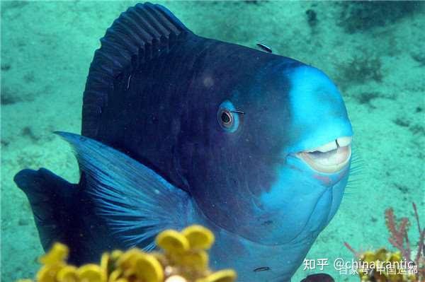 蓝色的怪鱼,表情很搞笑啊