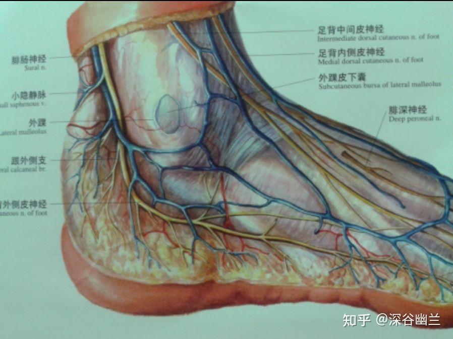 足底动脉弓图片