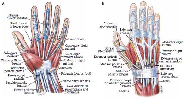 手肌腱功能解剖