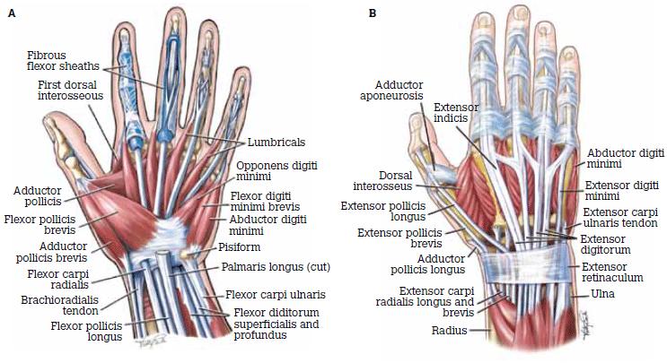 手部解剖图解 肌肉图片
