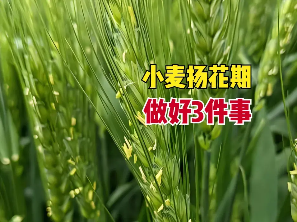 4月小麦扬花期,黄金7天决定产量,做好3件事,穗大粒饱不空壳 - 知乎
