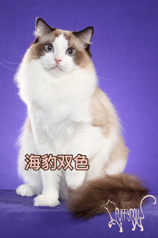 布偶猫花色图解 知乎