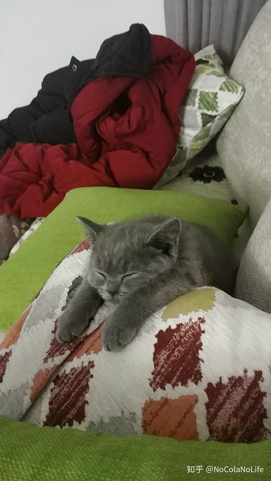 冬天被子里长出猫是怎样的体验?