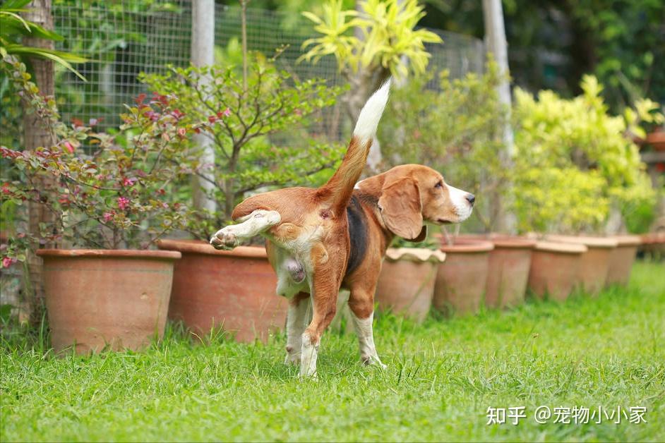 狗狗爱抬高脚尿尿原来是好胜心作祟