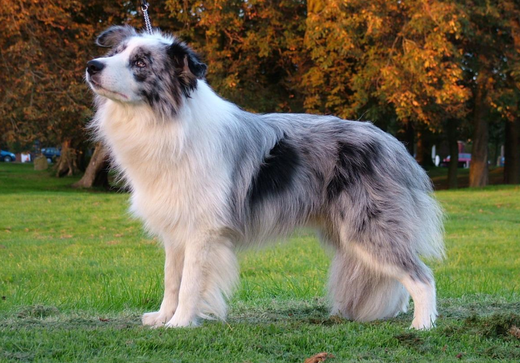 最受欢迎的6种中型犬有家庭的人都适合饲养