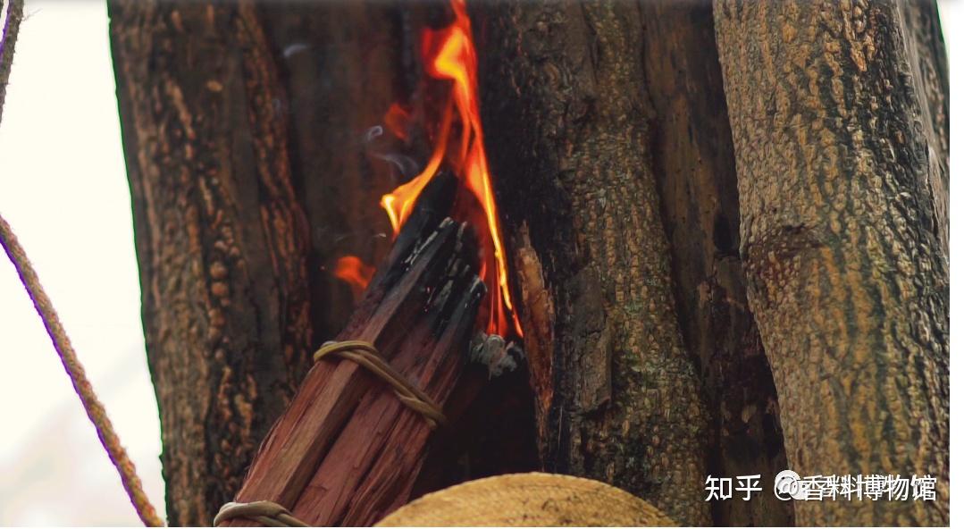 美洲恩物香脂木豆吐鲁香脂秘鲁香脂