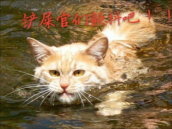 为什么猫吃鱼却不会游泳?