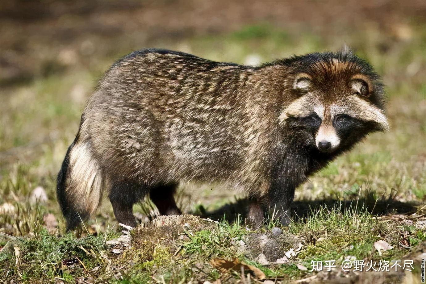 成语故事(一字篇之——一丘之貉)