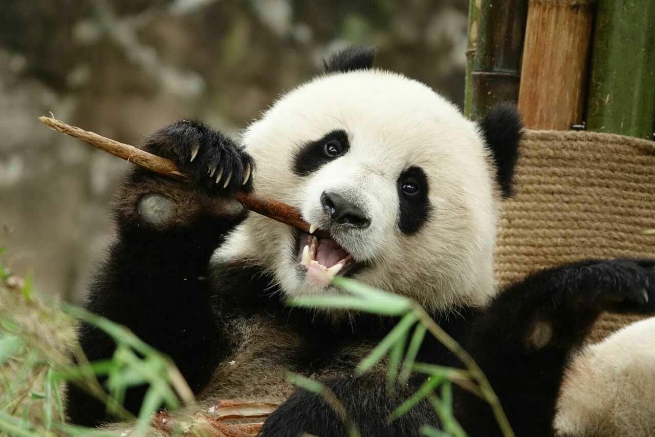大熊猫有多久的历史_百度知道