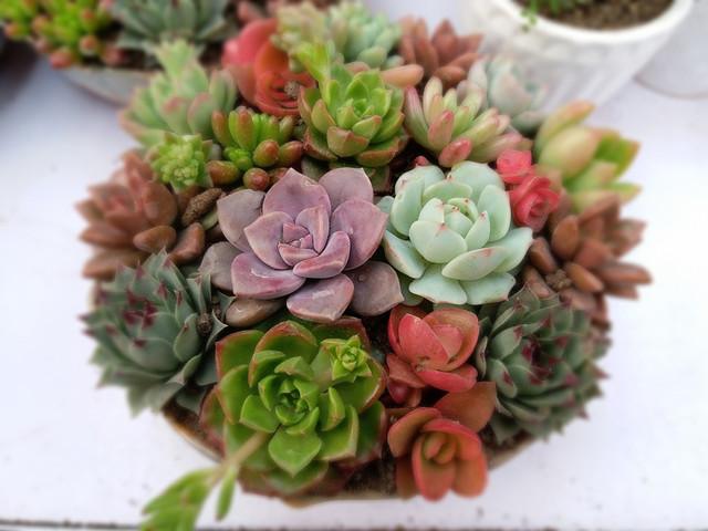 水培活不了 水培最关键的一步 原来是它 知乎 水培活不了 水培最关键的一步 原来是它 知乎