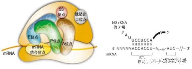 核糖体平面图图片